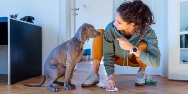 Puppy urinating sales frequently large amounts